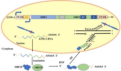 New Understanding of the Relevant Role of LINE-1 Retrotransposition in Human Disease and Immune Modulation